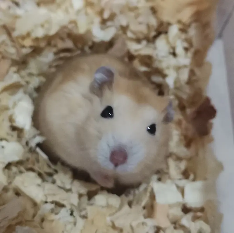 仓鼠很生气