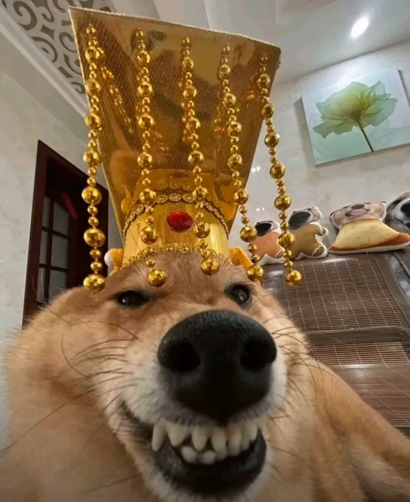 用户头像