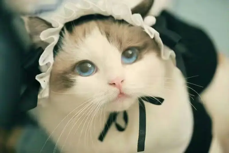 猫猫