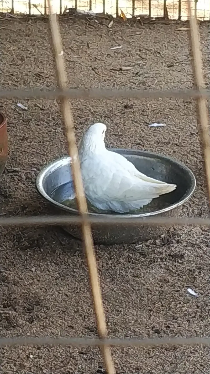 我是鸽子咕咕咕