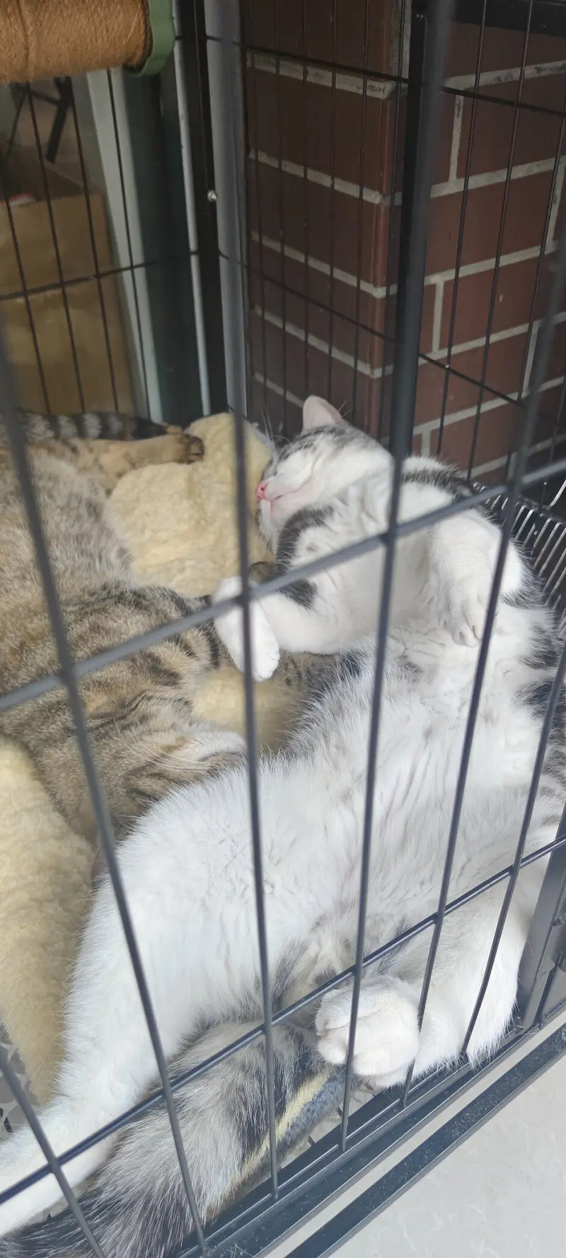 闲聊茶馆,猫猫,猫,猫猫猫