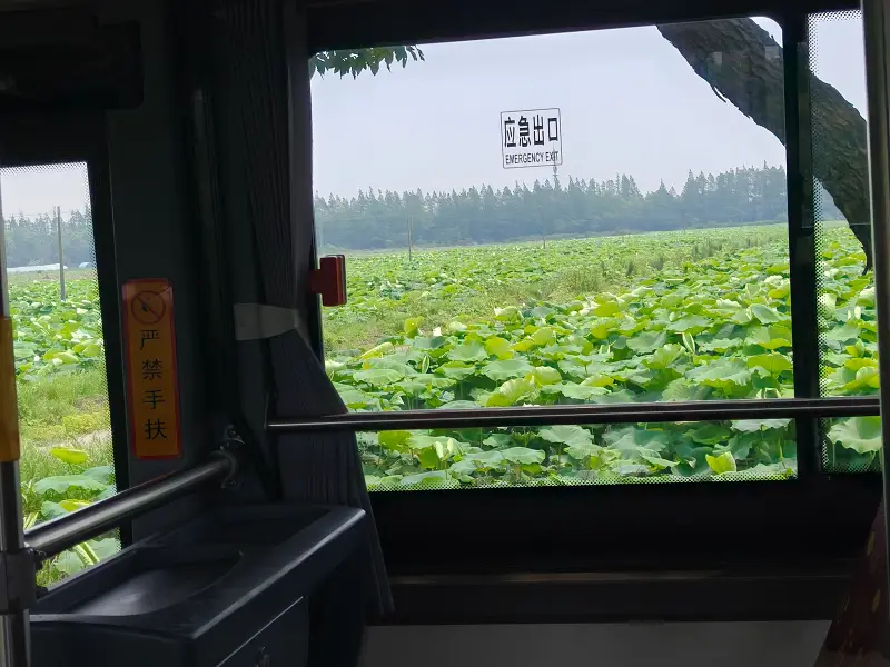 布谷鸟