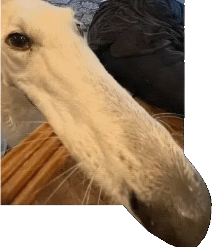 梗图,meme,动图,GIF