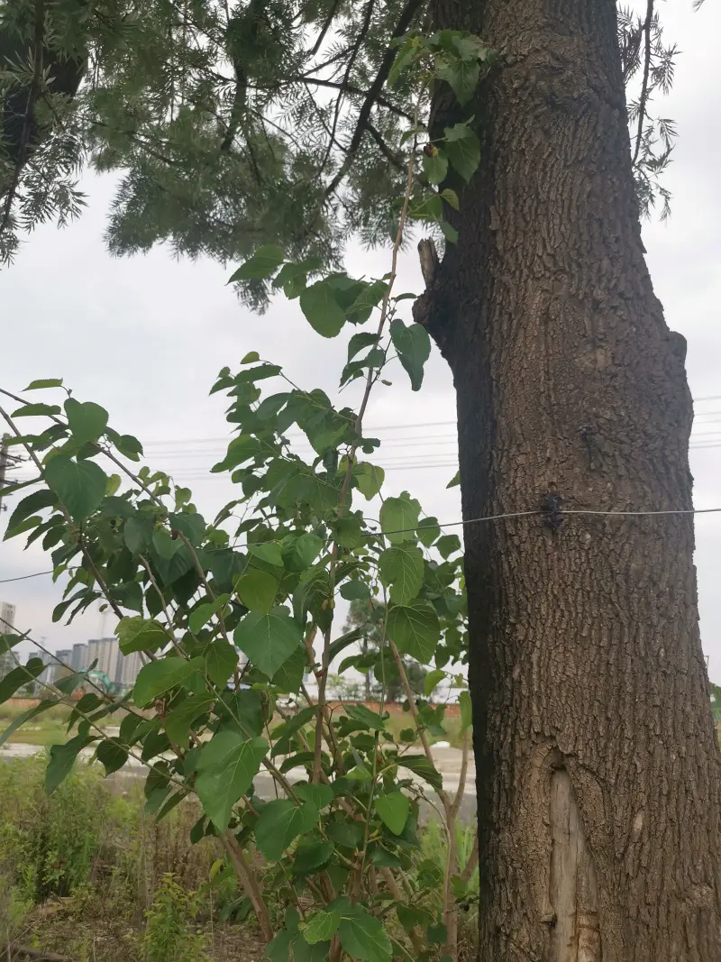 石咀站,昆石线,滇缅铁路