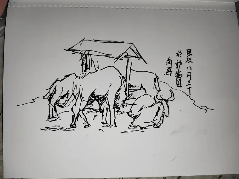 动物,钢笔画,写生