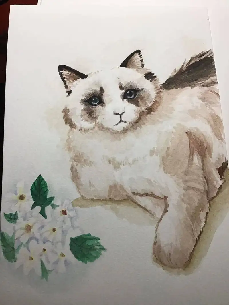 猫猫