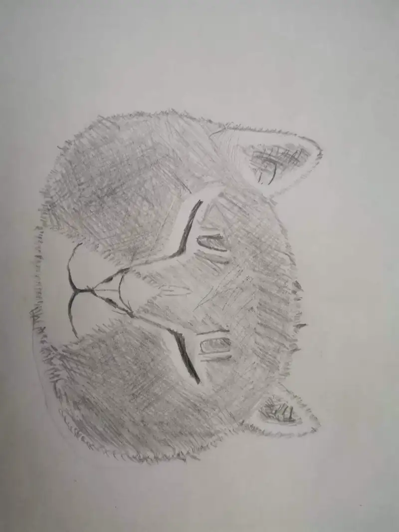 下午遇见的猫