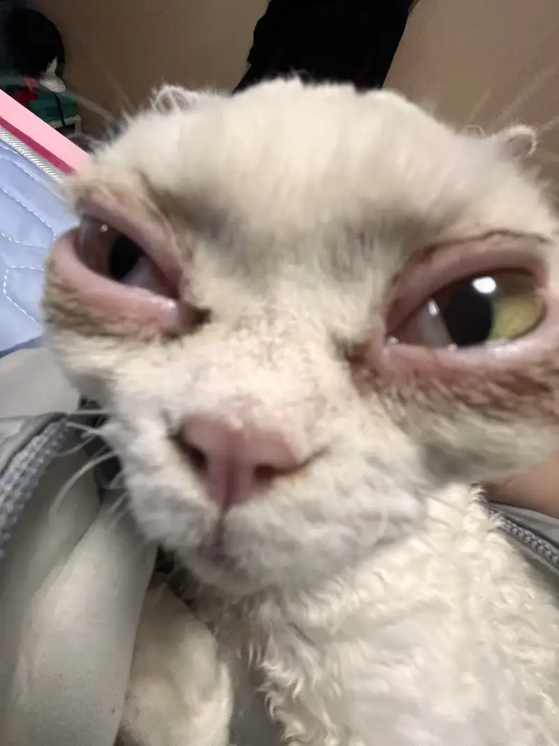 可爱,猫咪,awsl