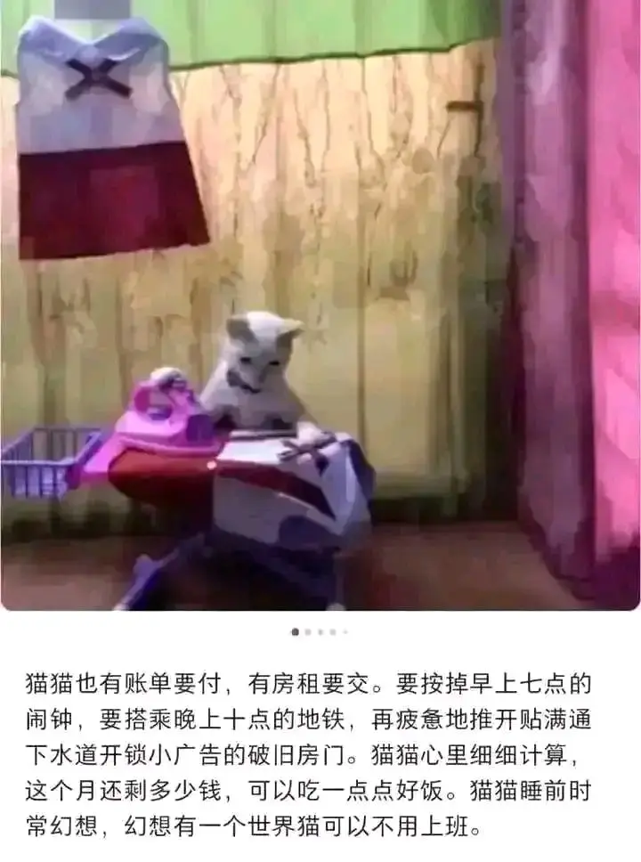 猫,文学,meme图,合集,温馨,治愈