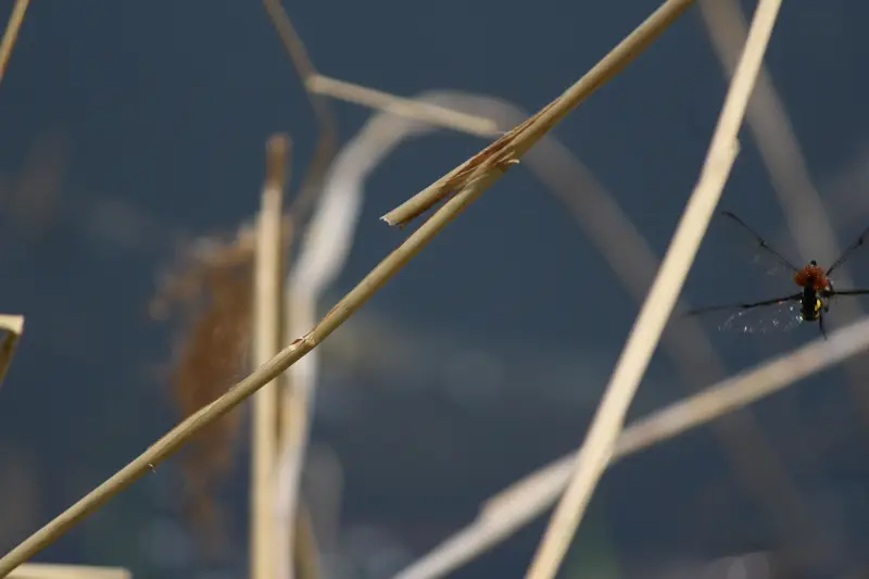 蜻蜓,北京