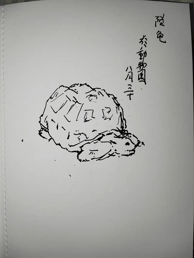 动物,钢笔画,写生