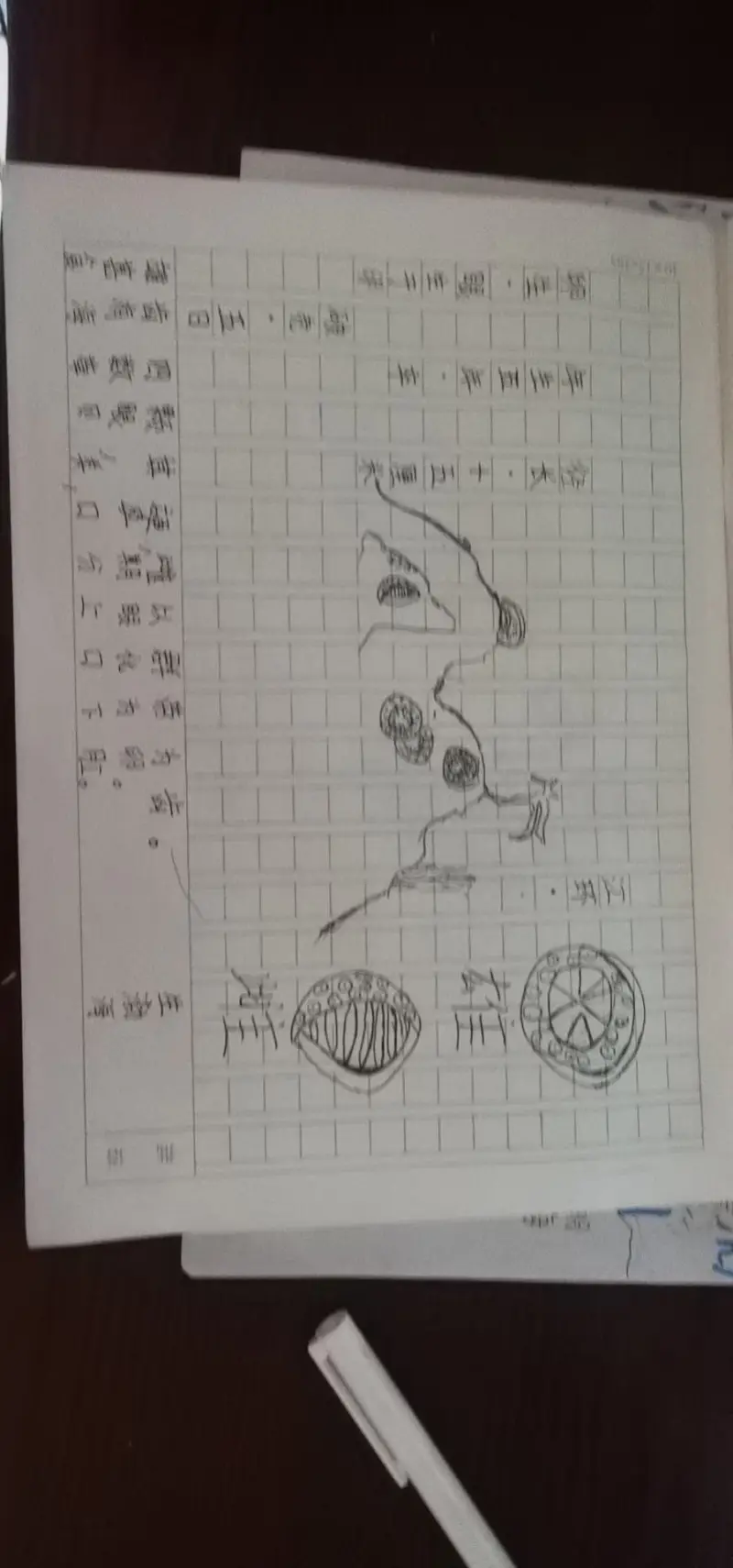 设定集,新大陆,奇幻