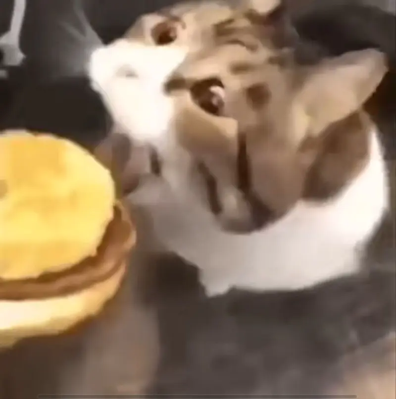 孤独像潮湿从猫毛里生长出来。