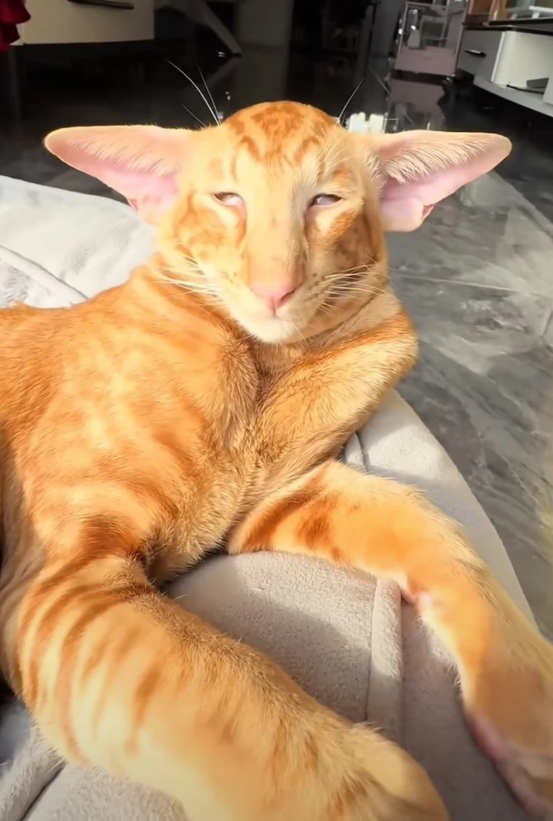 可爱,猫咪,awsl