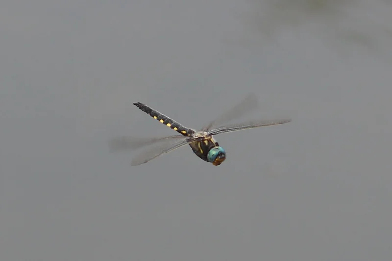 北京蜻蜓观测（缘斑毛伪蜻）