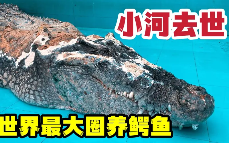 湾鳄小河去世，救治过程复盘，也许是撬动动物园低效管理的先驱（搬运）