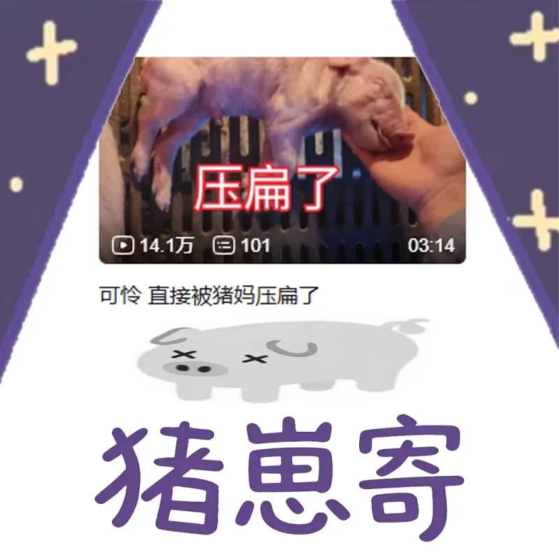 猪猪表情包,不准备,谷歌猪