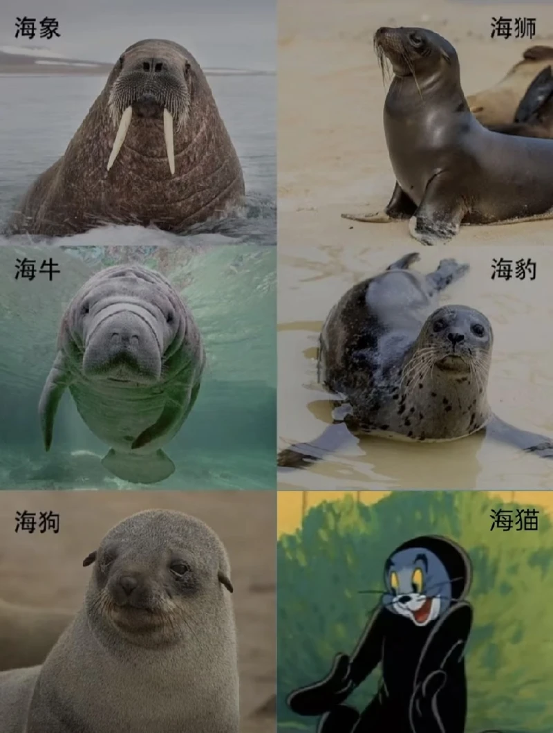 Mygo,祥子,爱音,梗图,王者,疯狂星期四,红包,我去居然能加这么多标签,塞尔达,林克