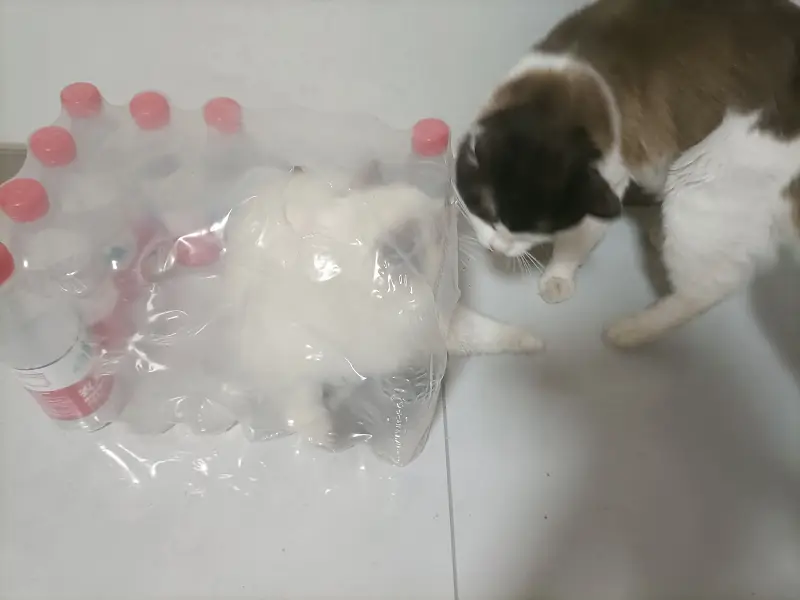 猫猫