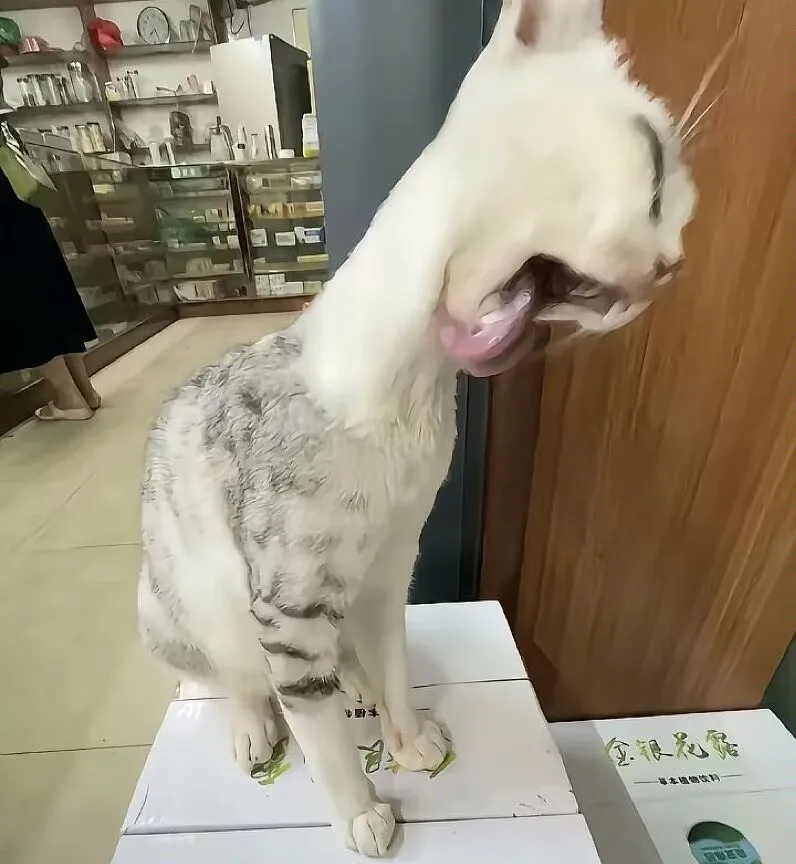 可爱,猫咪,awsl