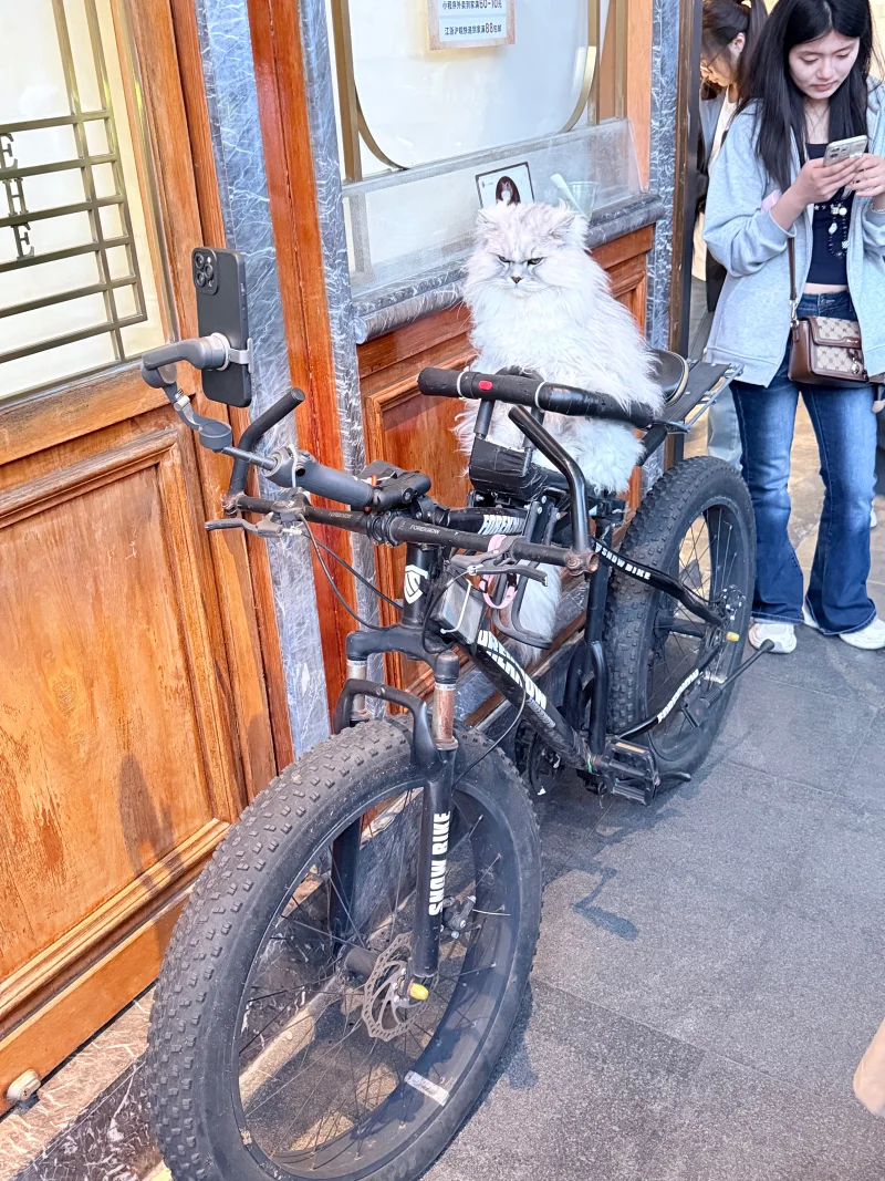 纪录向——喵隐直播现场