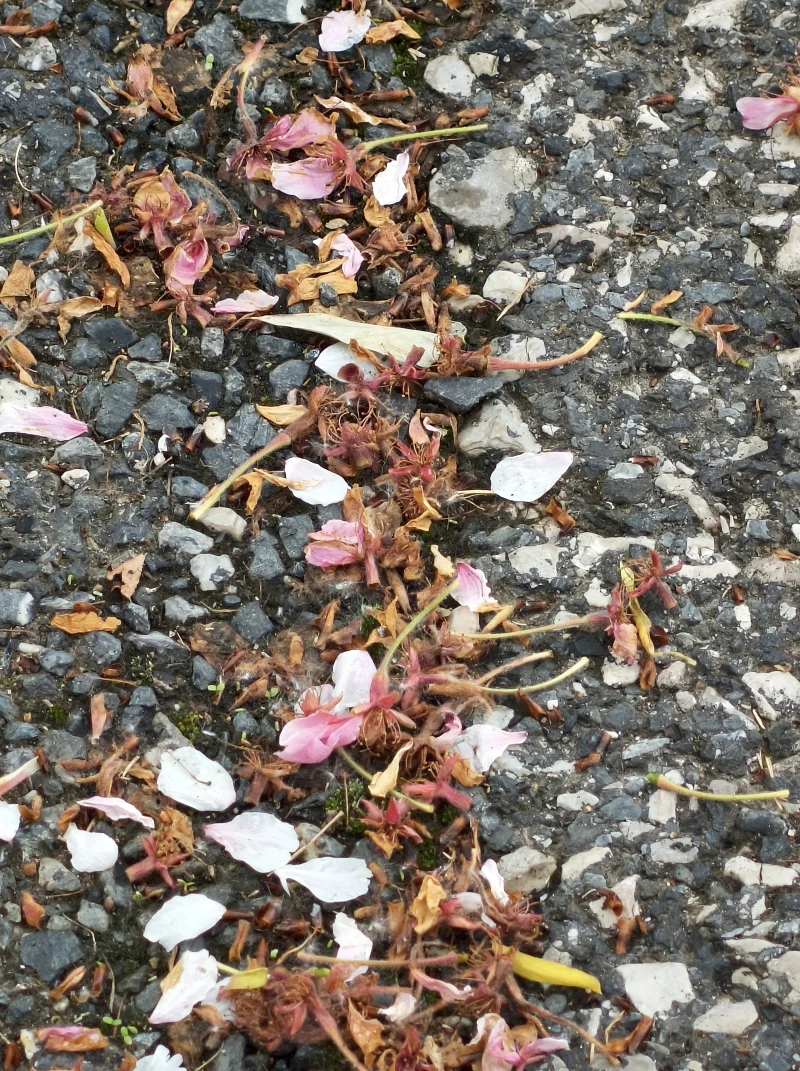 樱花,出游,日常,赏花