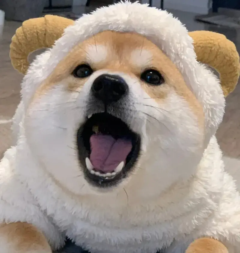 发起一个挑战！