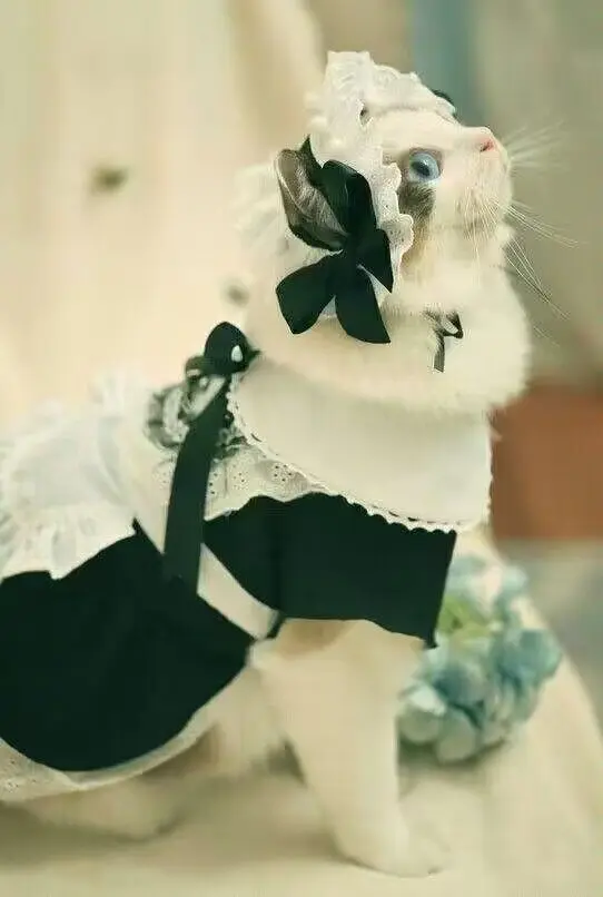 猫猫