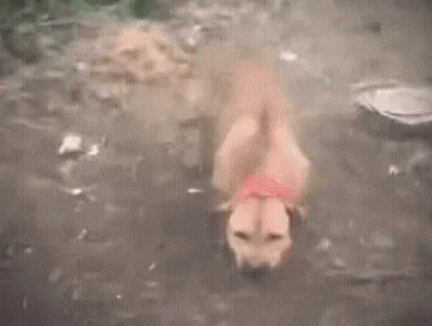 动图,GIF,meme