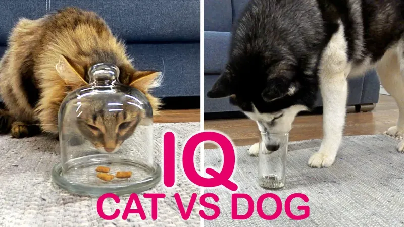 狗比猫更聪明？来看看哈士奇vs小猫