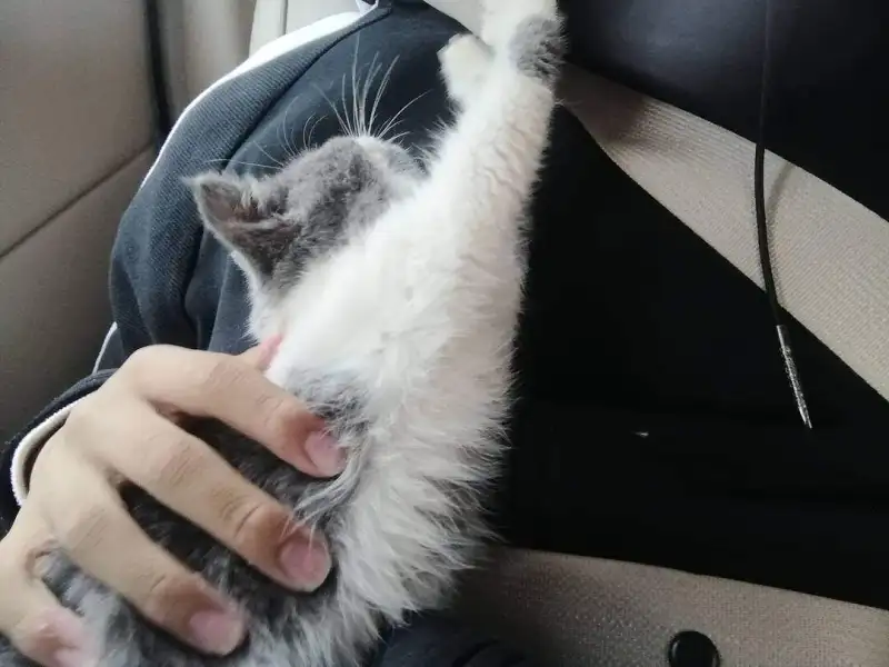 （｡ò ∀ ó｡）