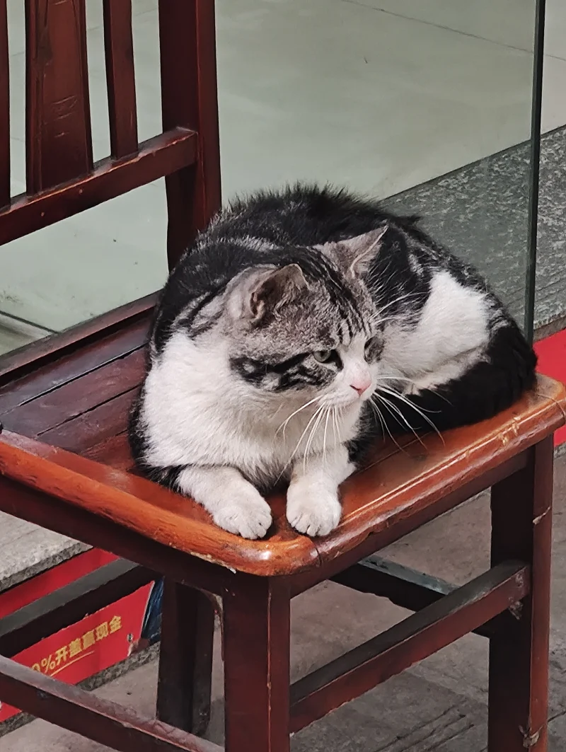 猫