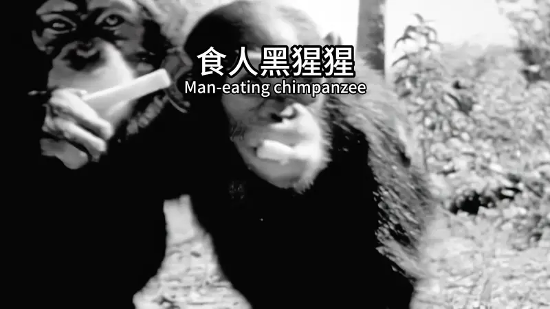一只专吃人的黑猩猩