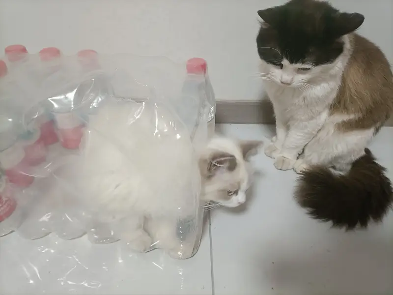 猫猫