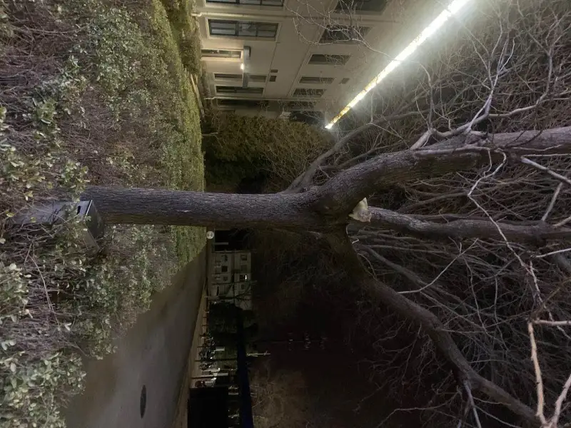 猫猫