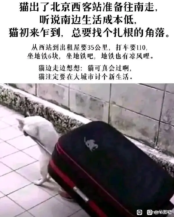 猫,文学,meme图,合集,温馨,治愈