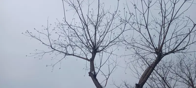 诗