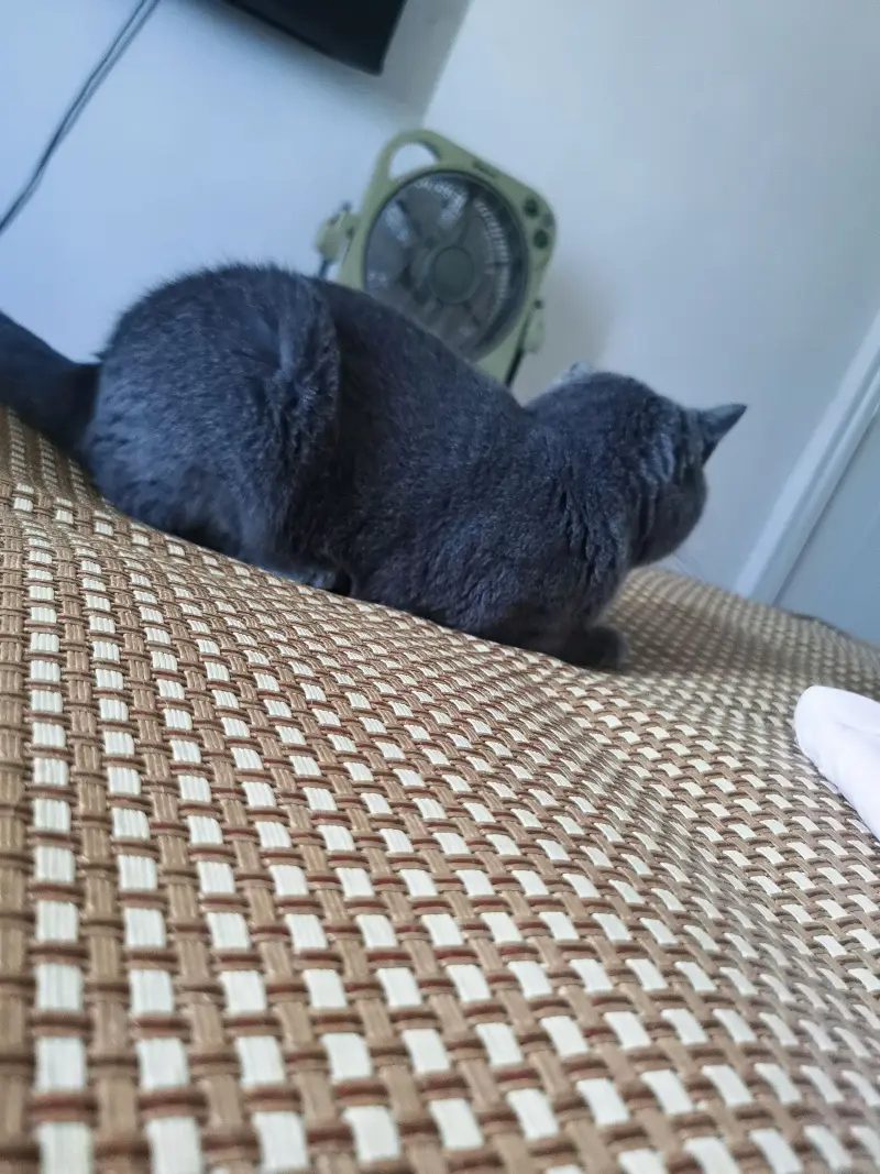 我家猫不胖吧？