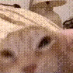 动图,GIF,meme