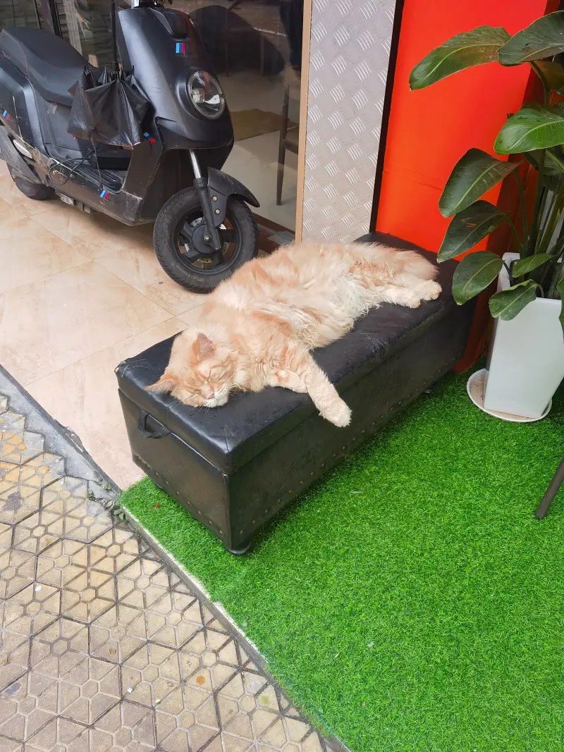 猫