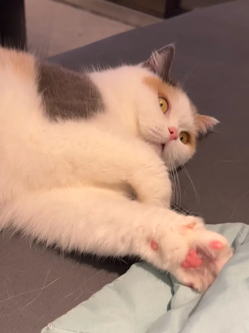 美足