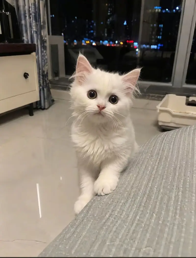 纯爱,猫,电视,邻居