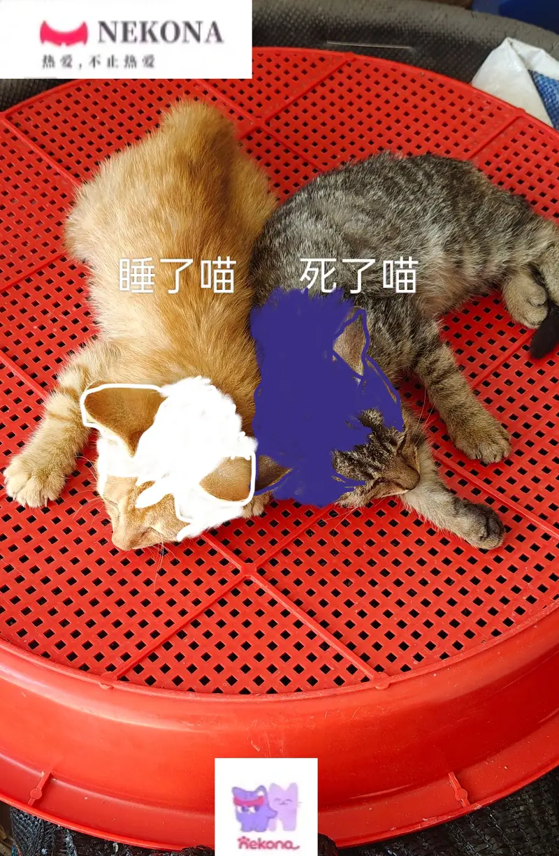 文章,咪咪攘攘我们的周年庆,Mfuns,NekoNa,喵御宅,喵奈,喵隐,喵奈meme,幼年灯华,S级