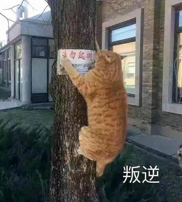 闲聊茶馆,图片,故意挑事