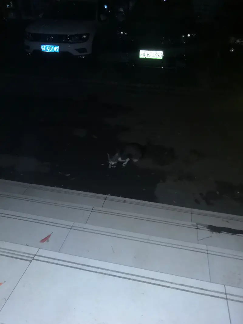 日常,猫猫
