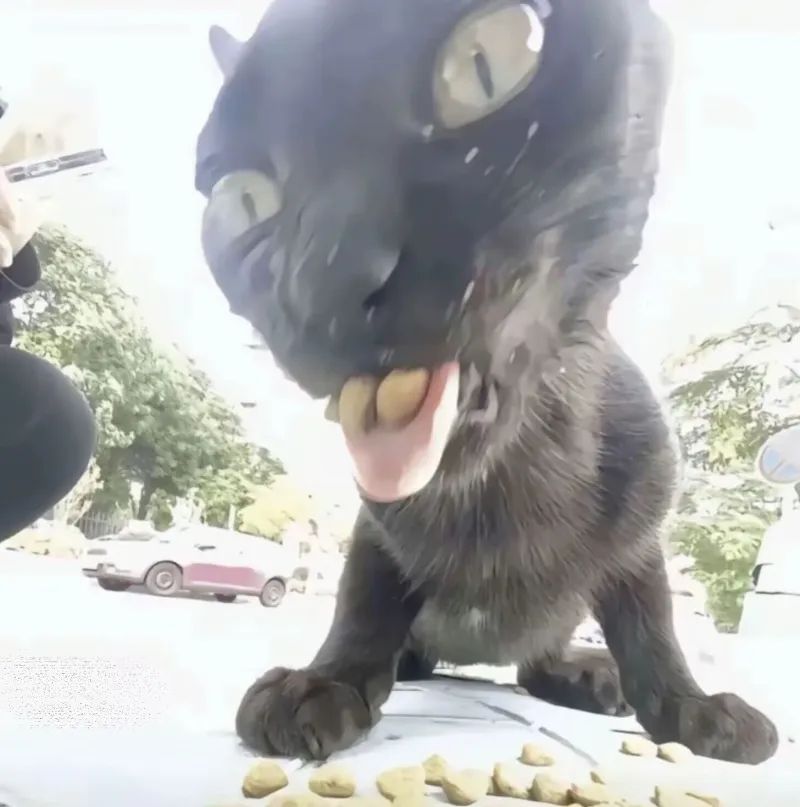 可爱,猫咪,awsl