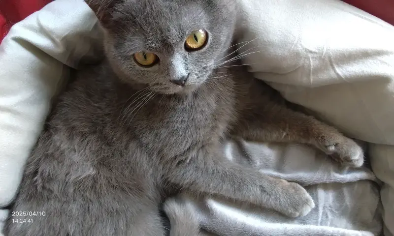 猫咪