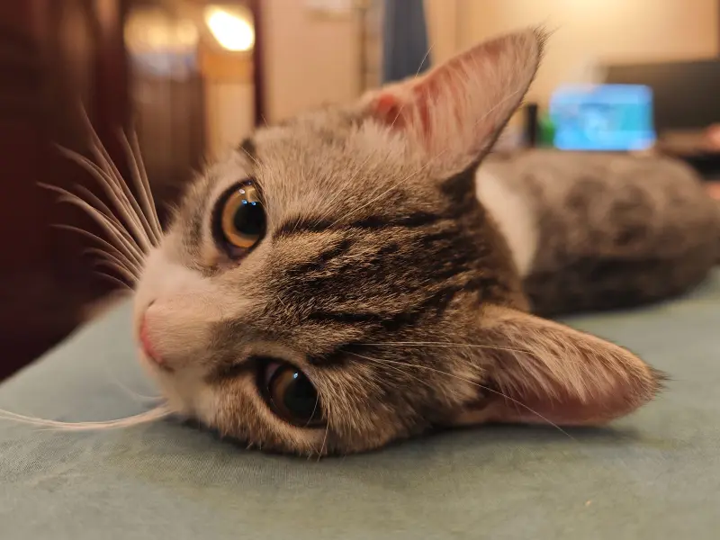 猫猫