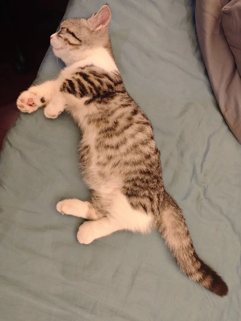 猫
