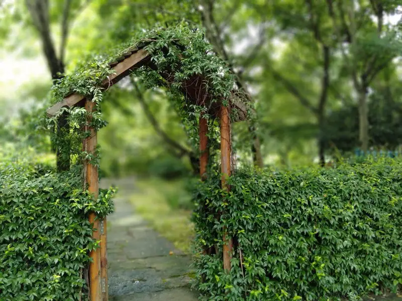 绿野仙踪